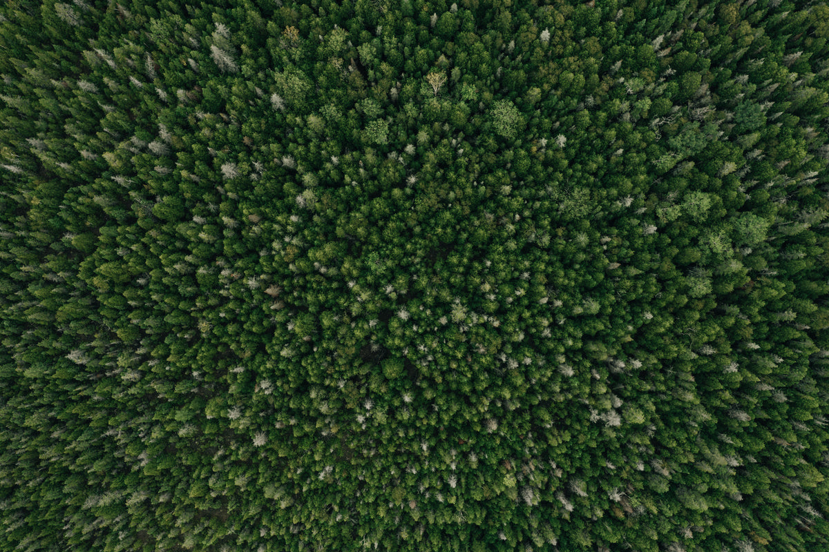 A green forest of pine trees.